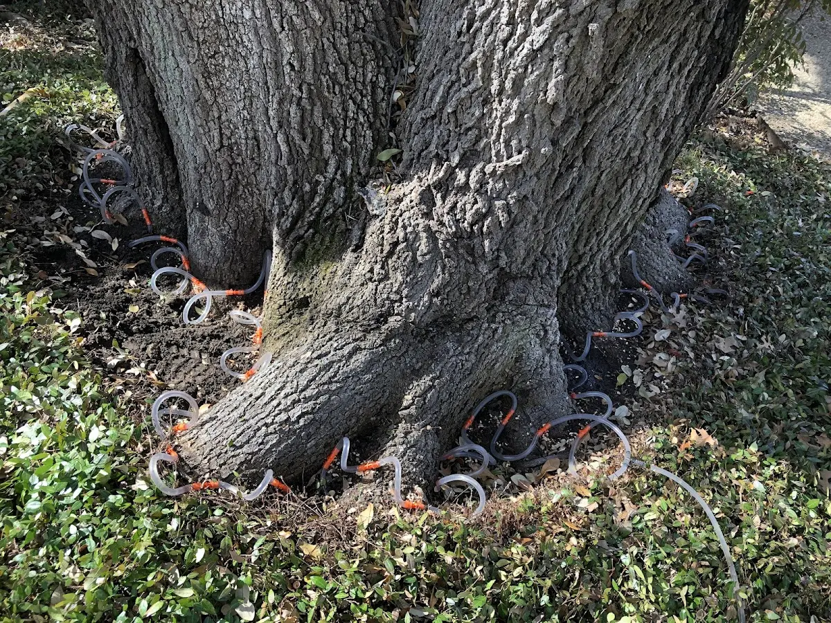 Detailed Tree Cabling and Bracing job site in Stendal