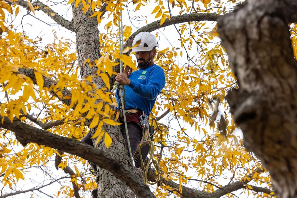 Skilled Tree Planing crew working in Stendal